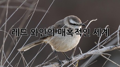 레드 와인의 매혹적인 세계🍷
